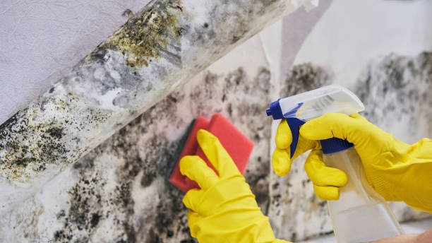 Trusted Elkins Park, PA Mold Remediation Experts